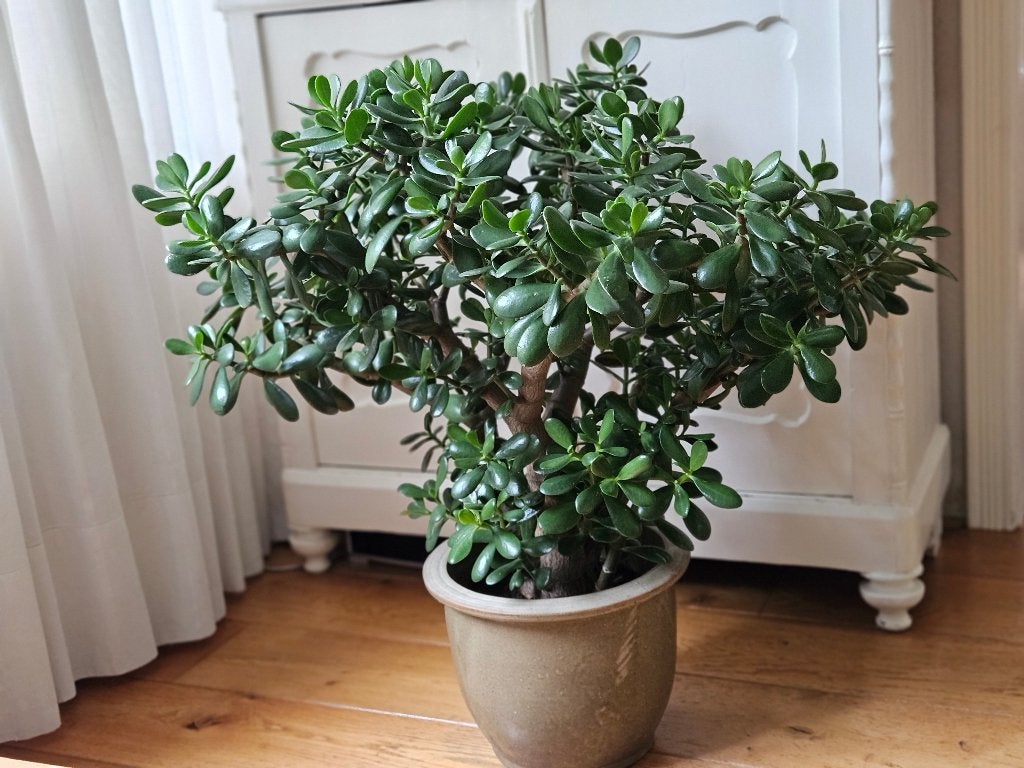 Enorm grote Jadeplant Crassula, geldplant, vetplant 70 cm, Ophalen, Vetplant, In pot, Minder dan 100 cm