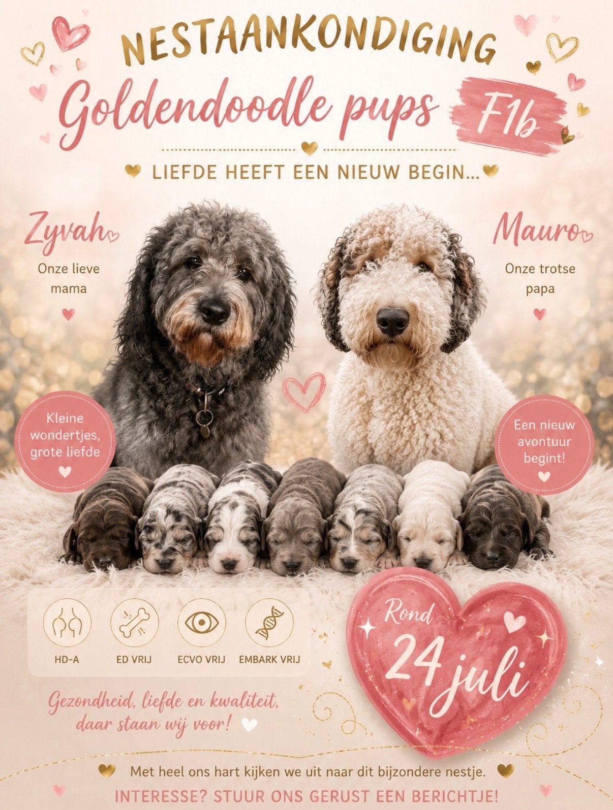 Verwacht nestje Goldendoodle F1B pups, Parvo, Nederland, 8 tot 15 weken, Groot