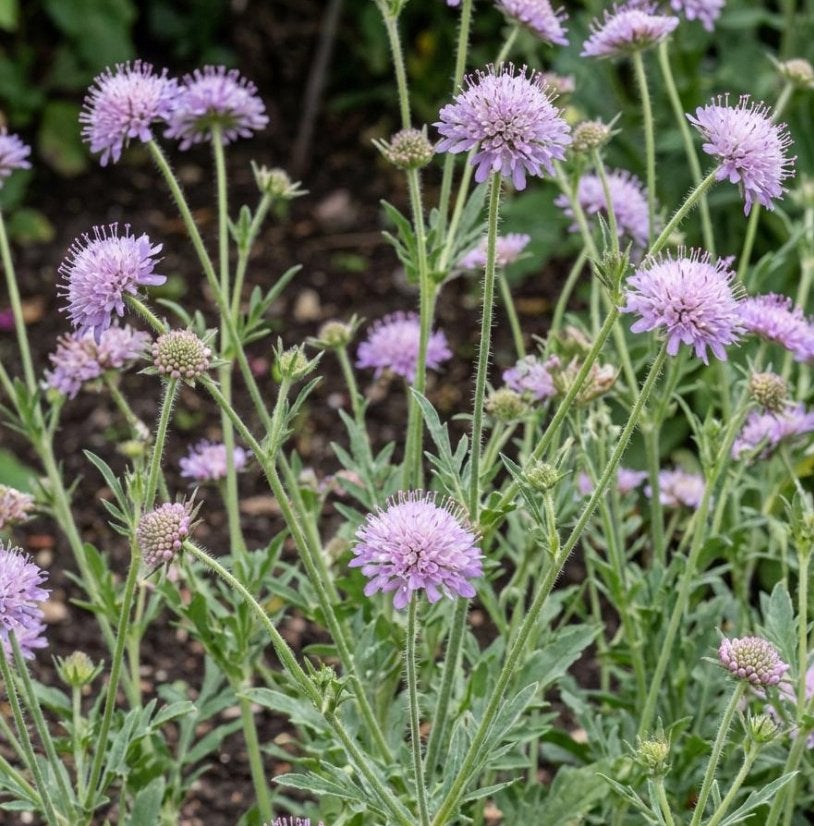 Tuinplanten - Knautia Arvensis - Chemievrij, Tuin en Terras, Planten | Tuinplanten, Overige soorten, Volle zon, Vaste plant, Ophalen of Verzenden