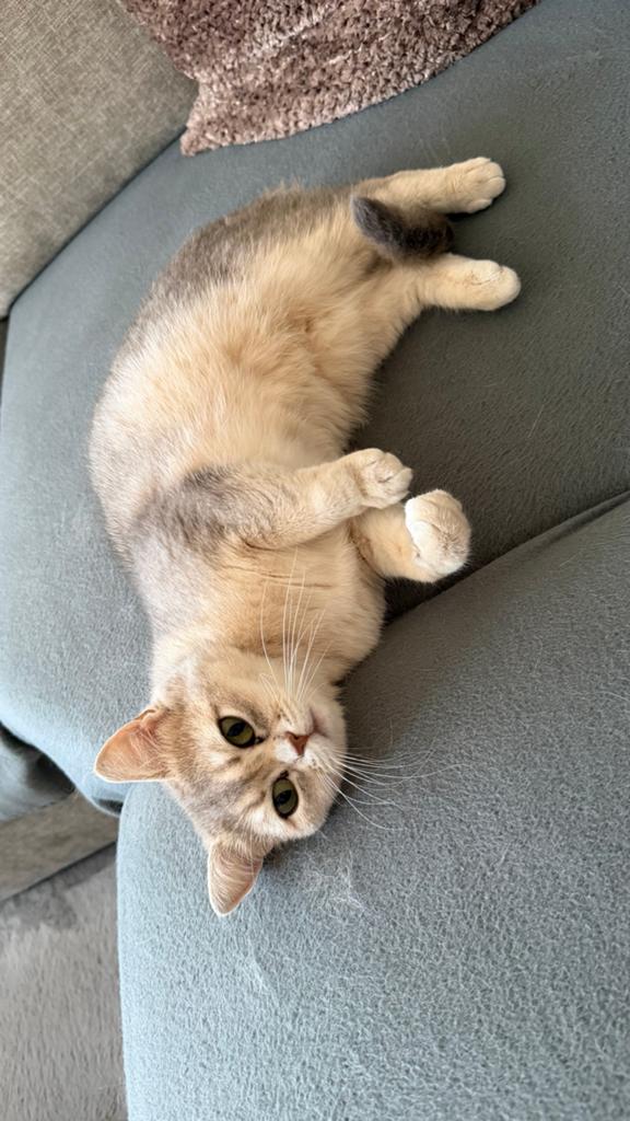 Britse korthaar SILVERSHADED 2 jaar oud, Dieren en Toebehoren, Katten en Kittens | Overige Katten, Poes