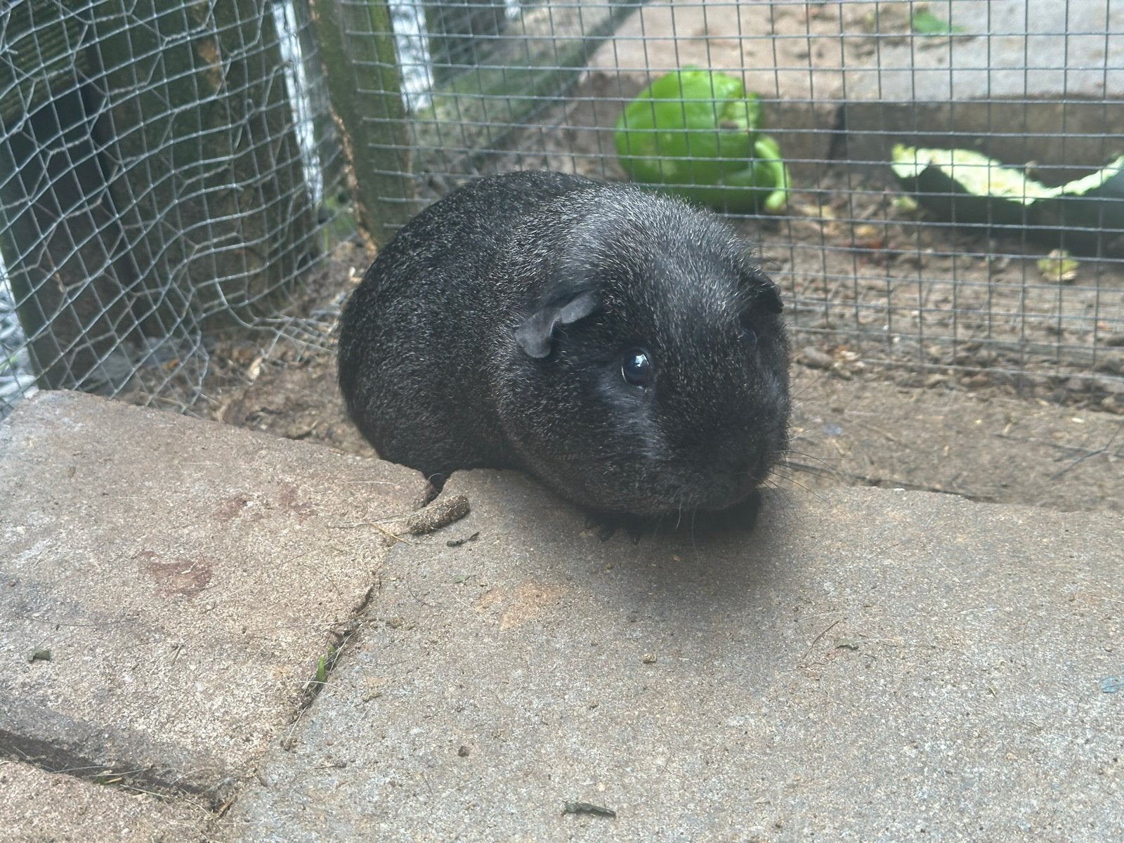 Cavia beertje zilveragouti  1 jaar, Dieren en Toebehoren, Cavia, Mannelijk, Mei, Tam