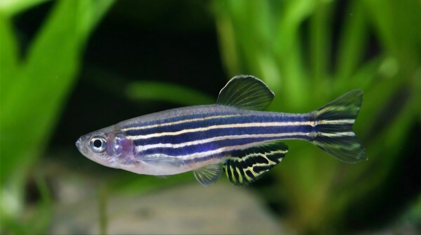 gezocht: danio vissen, Vis, Zoetwatervis, Schoolvis