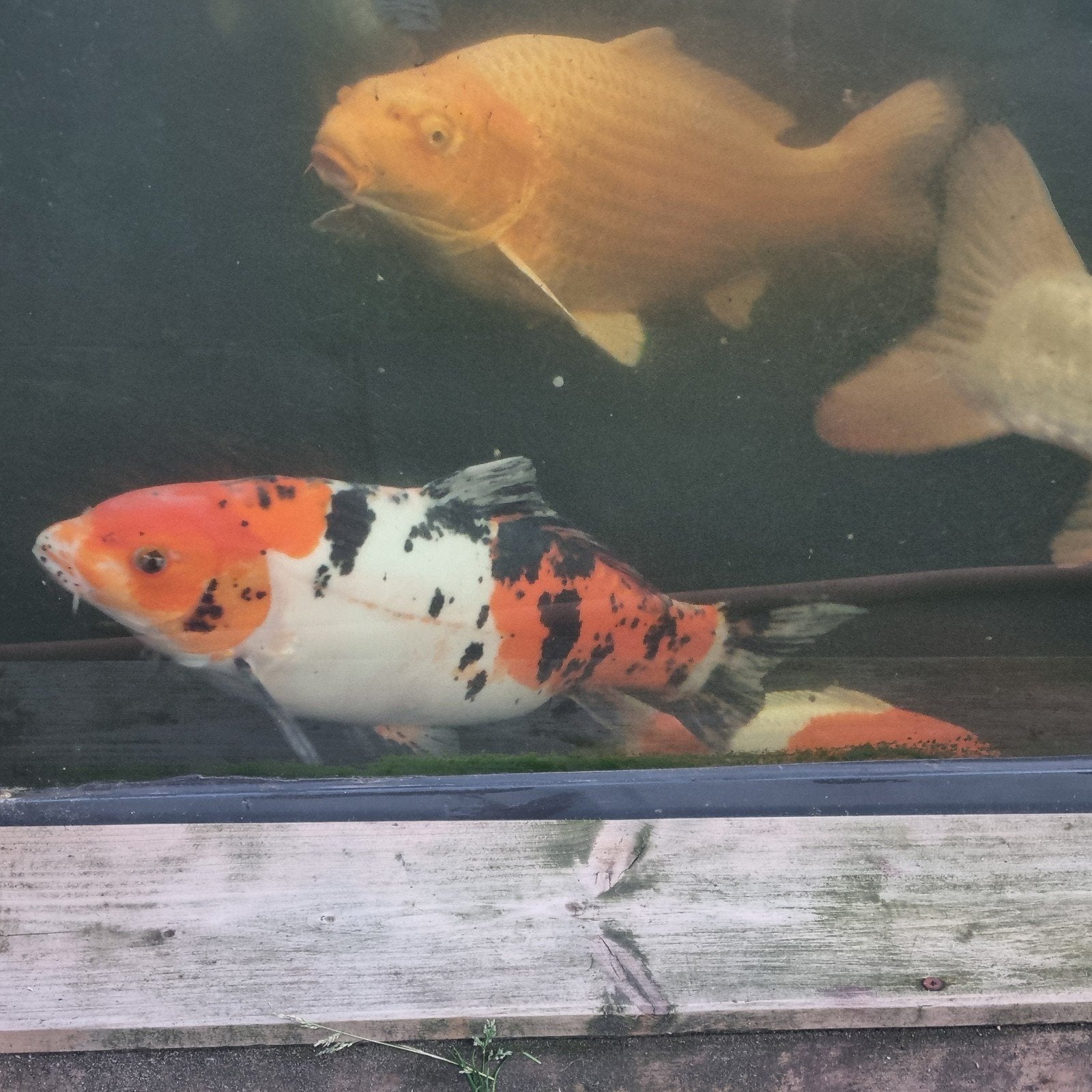 Te koop Doitsu sanke 55cm kweker kase, Karper of Koi
