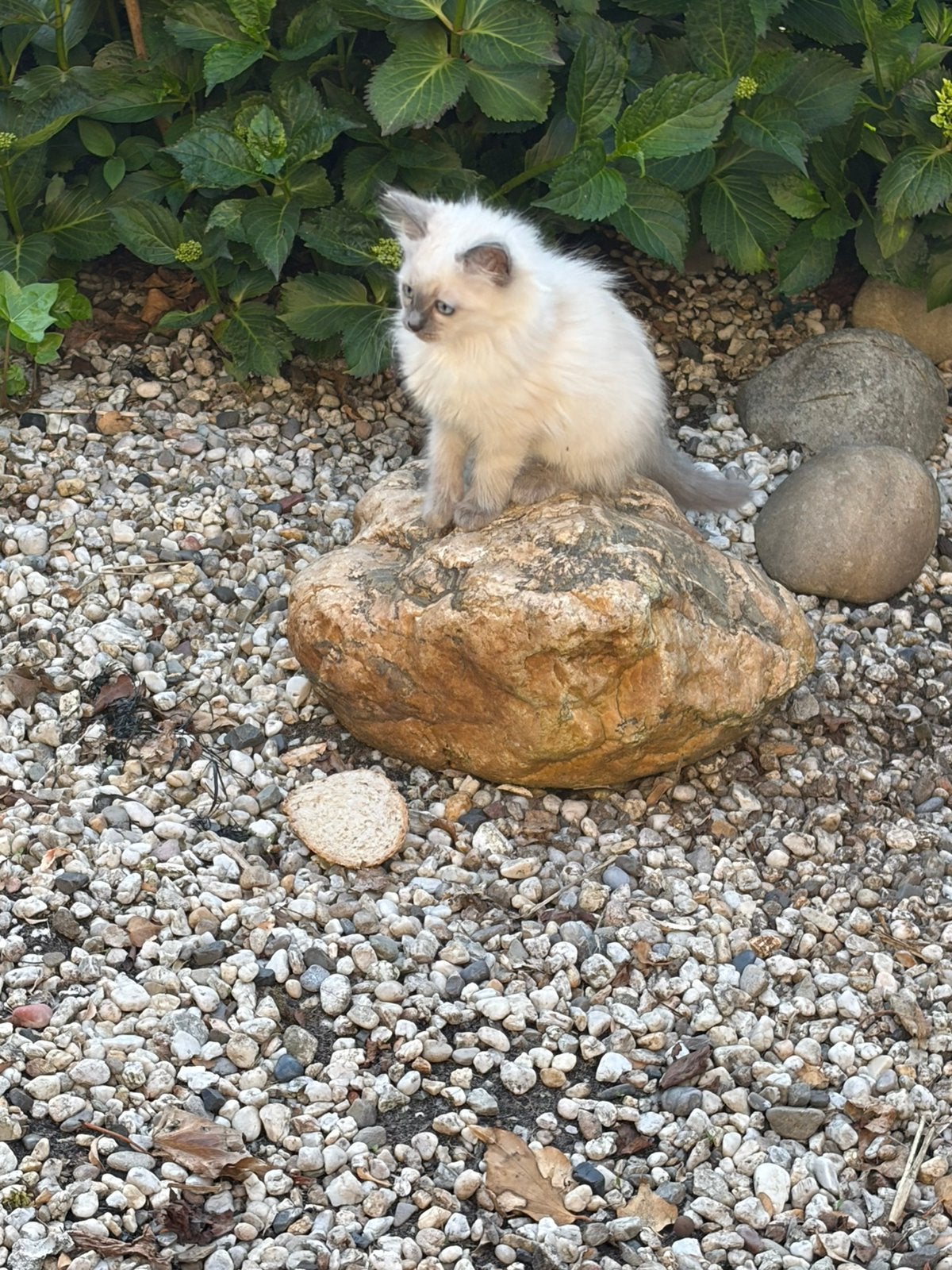 Ragdoll kittens met stamboom, Meerdere dieren, Met stamboom, 0 tot 2 jaar