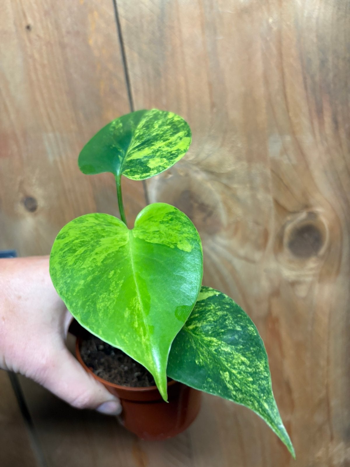 Monstera deliciosa variegata plant aurea yellow mint flash, Ophalen of Verzenden, Halfschaduw, Minder dan 100 cm