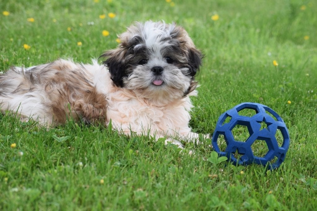 Shih-tzu pups, 15 weken tot 1 jaar, Overige rassen, Buitenland, Parvo