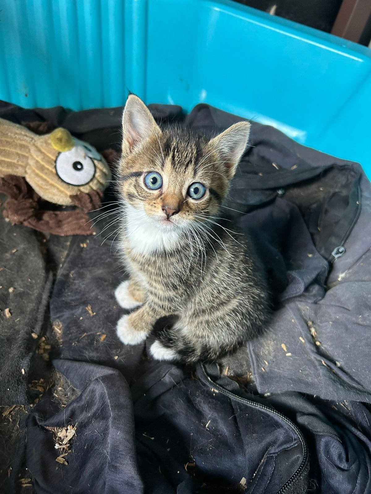 Boerderij kittens