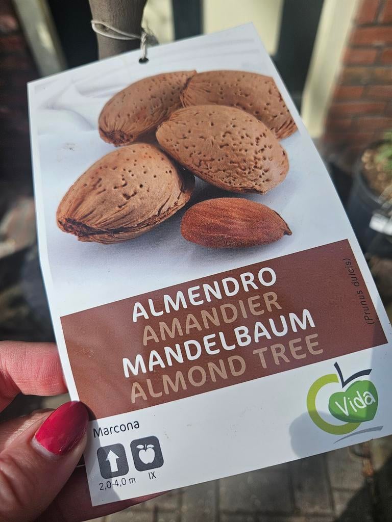 Amandelboompjes vol met amandelen!, Tuin en Terras, Planten | Bomen, 100 tot 250 cm, Zomer, Palmboom, Ophalen