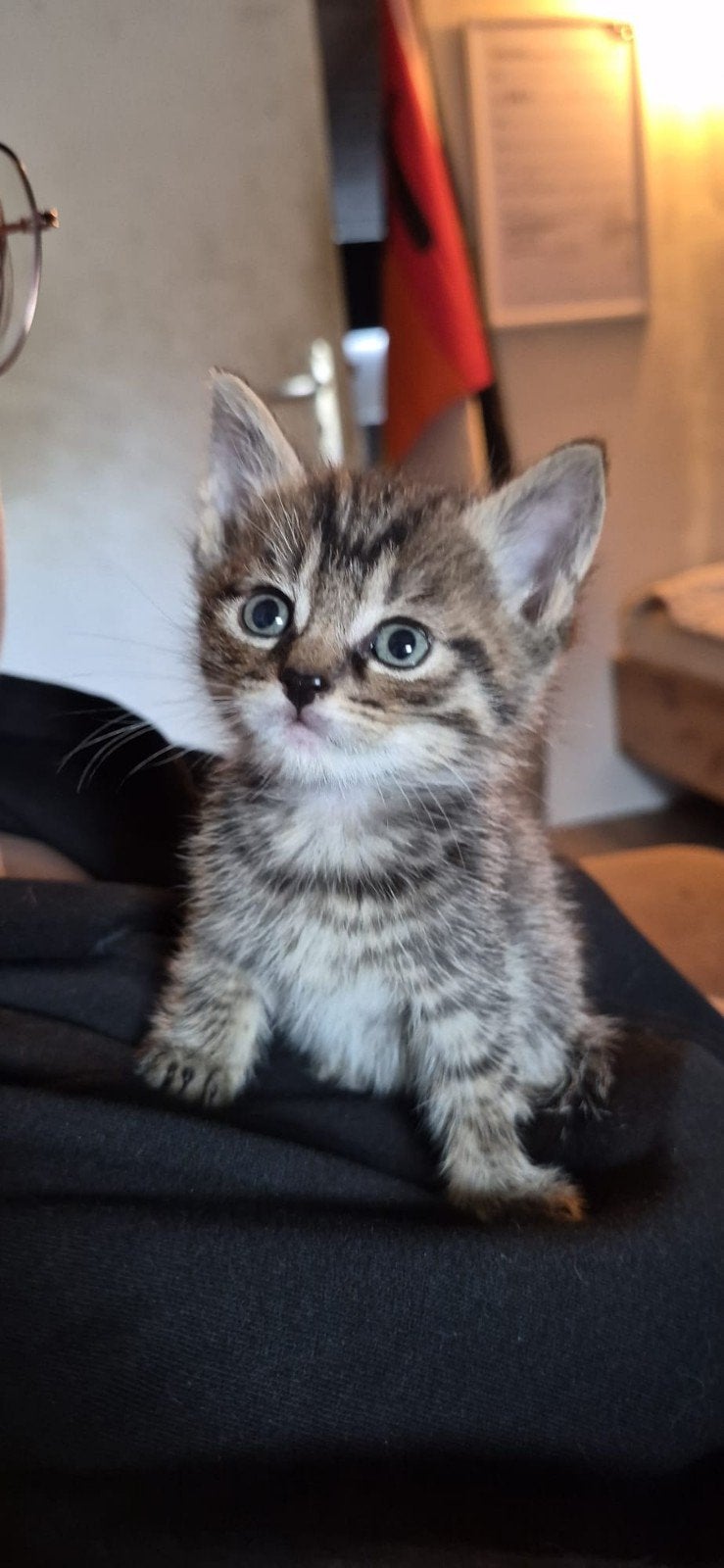 Alle kittens gereserveerd!, Meerdere dieren, Kortharig, 0 tot 2 jaar