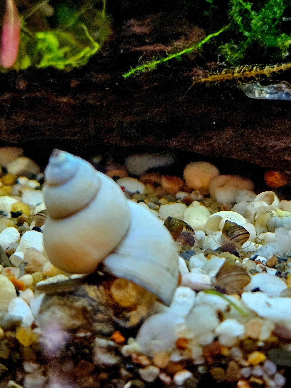 Jonge Tovenaar Slakken - 5 voor €10,- - Slak - Aquarium., Dieren en Toebehoren, Slak of Weekdier
