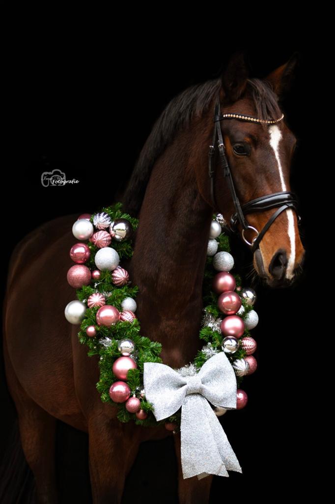 Mega knappe 5 jarige Joop TC merrie, Merrie, Met stamboom, Dressuurpaard, 3 tot 6 jaar