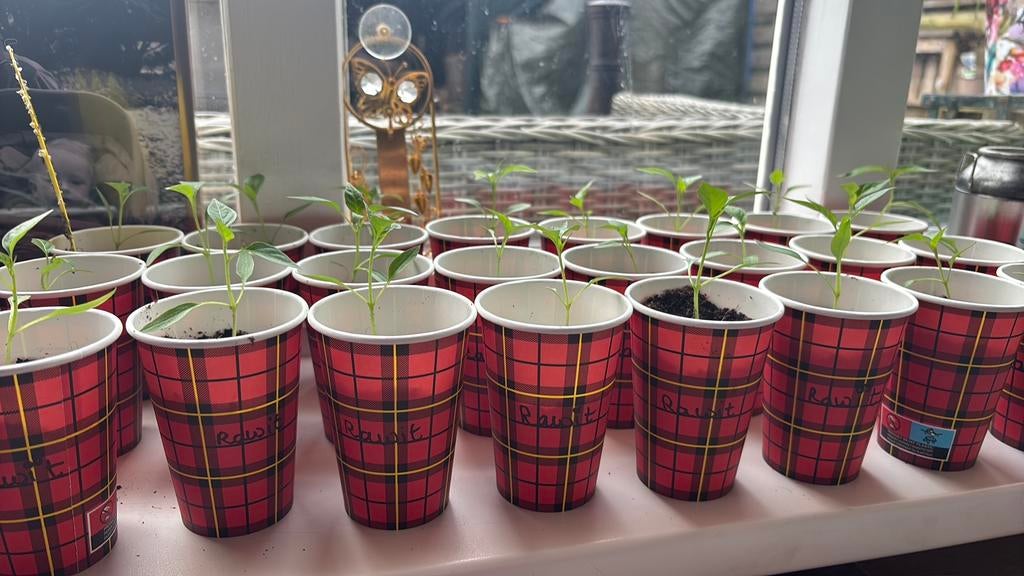 Rawit peperplantjes, Ophalen, Volle zon, Zomer, Groenteplanten