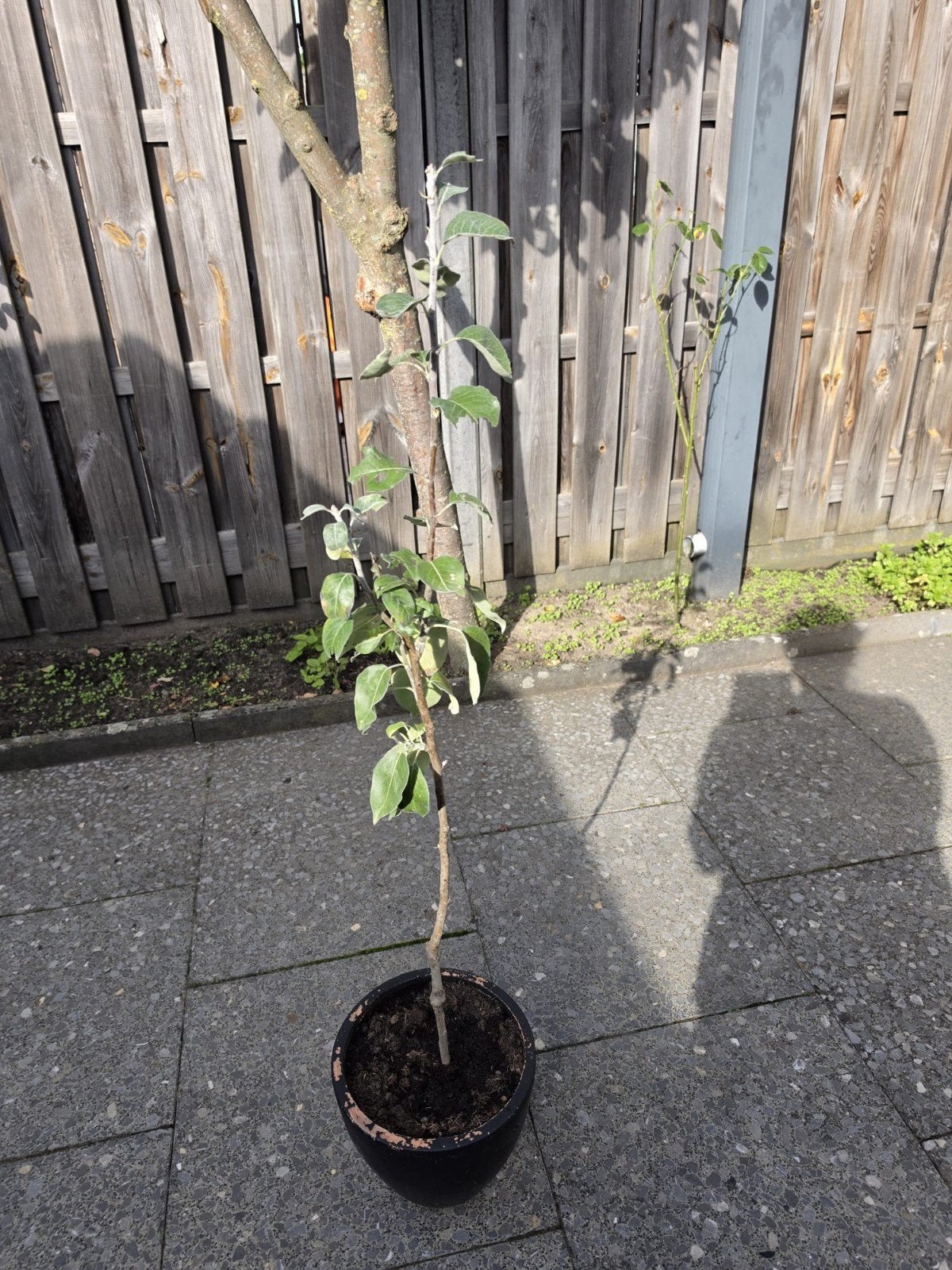Appelboom, Ophalen, 100 tot 250 cm, Appelboom, Lente