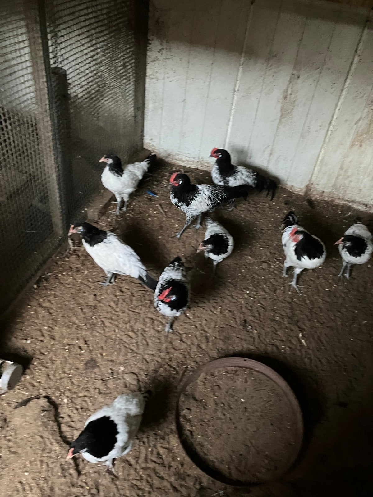 Lakenvelder Kippen, Dieren en Toebehoren, Pluimvee, Meerdere dieren, Kip