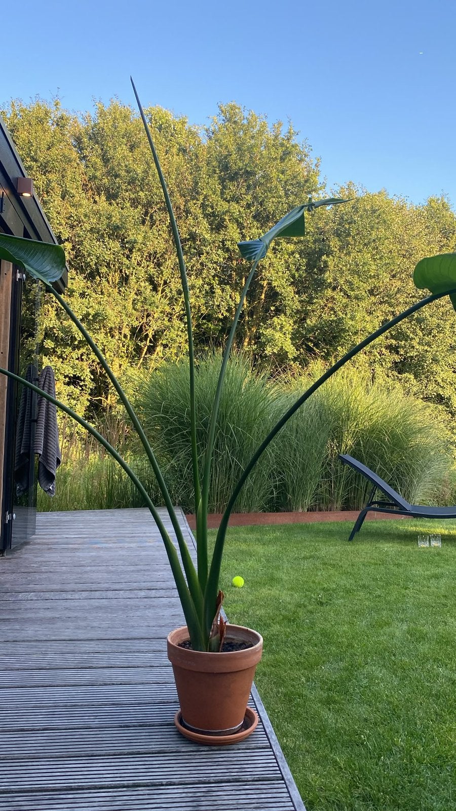 Sterlizia (paradijsvogel plant), Bloeit niet, Overige soorten, Minder dan 100 cm, Ophalen