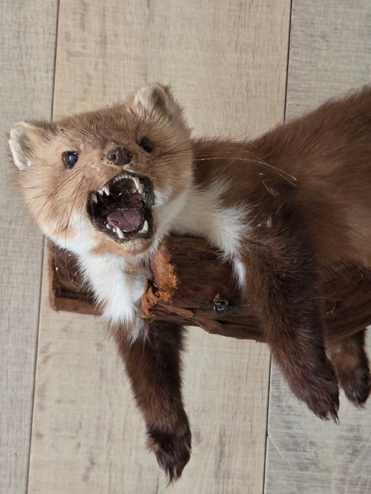 Opgezette steenmarter op houten wandplaat – vintage taxiderm, Ophalen of Verzenden
