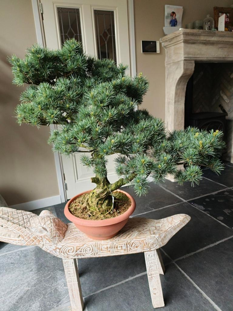 Pinus Parviflora bonsai  75cm hoog, Tuin en Terras, Bloeit niet, Overige soorten, 100 tot 250 cm, Ophalen