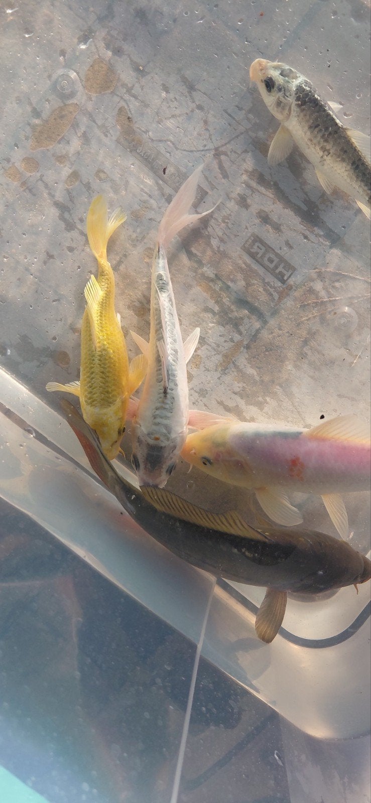 5 koi, Karper of Koi