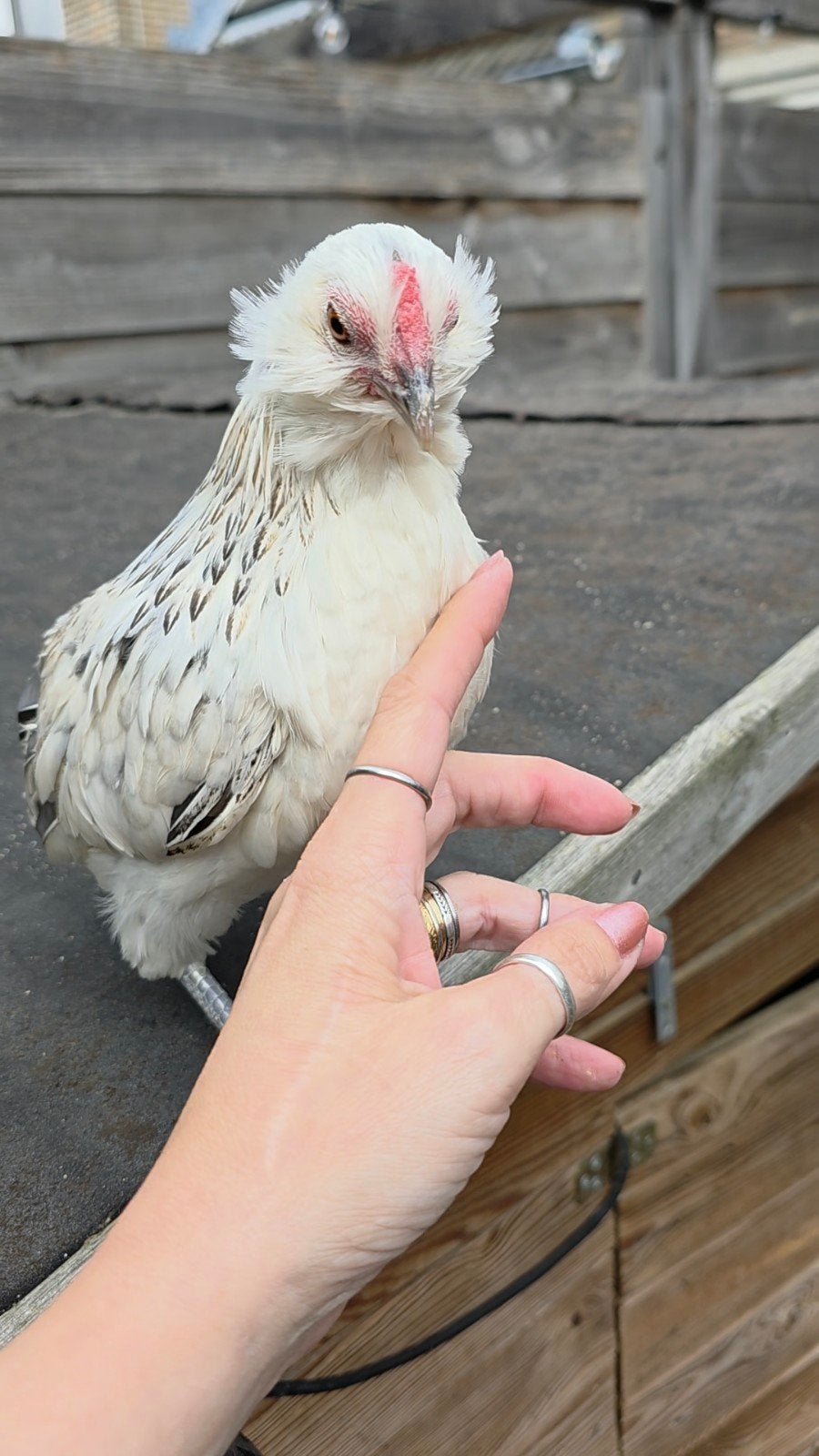 3 Grubbe baardkrielen verschillende kleuren, Dieren en Toebehoren, Pluimvee, Vrouwelijk, Kip