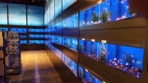 Jarathana aquarium stelling 600 cm GG-serie, Ophalen, Nieuw, Leeg aquarium, Overige merken