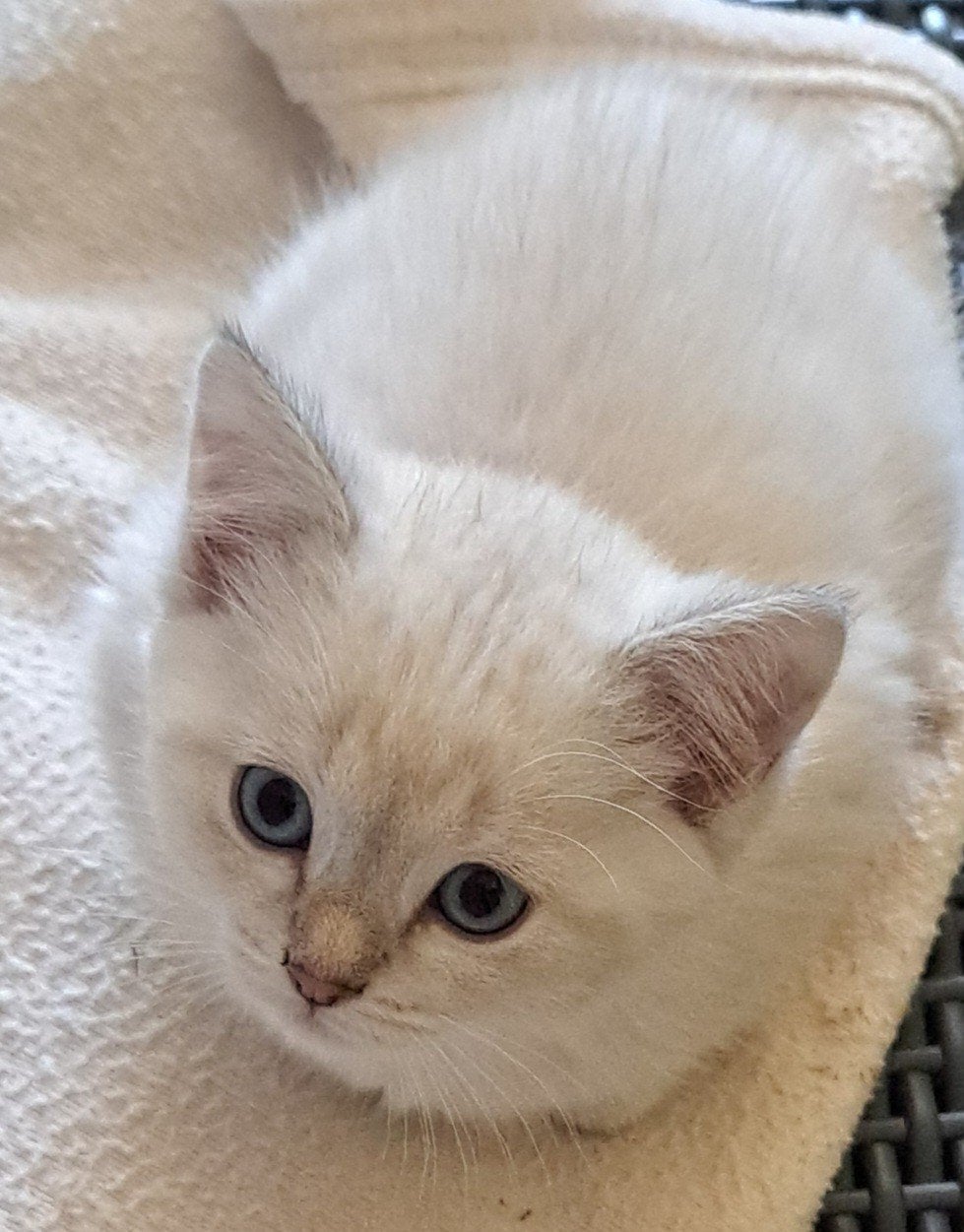 Twee prachtige witte Ragdollkittens anti-allergie, Dieren en Toebehoren, Meerdere dieren, Ontwormd