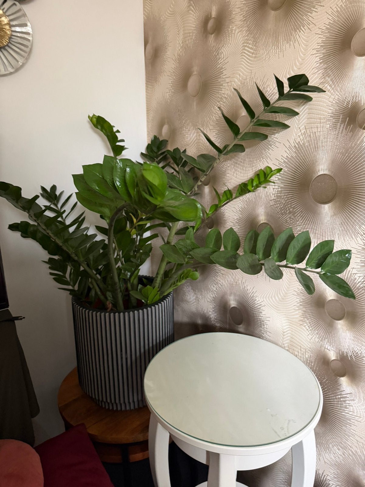 Mooie grote vetplant in pot, Ophalen, In pot, Halfschaduw, Minder dan 100 cm