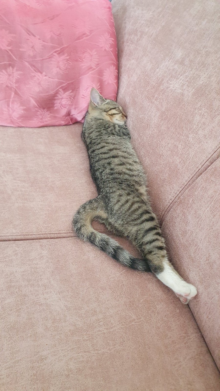Superlief half Brits korthaar kittentje., Ophalen