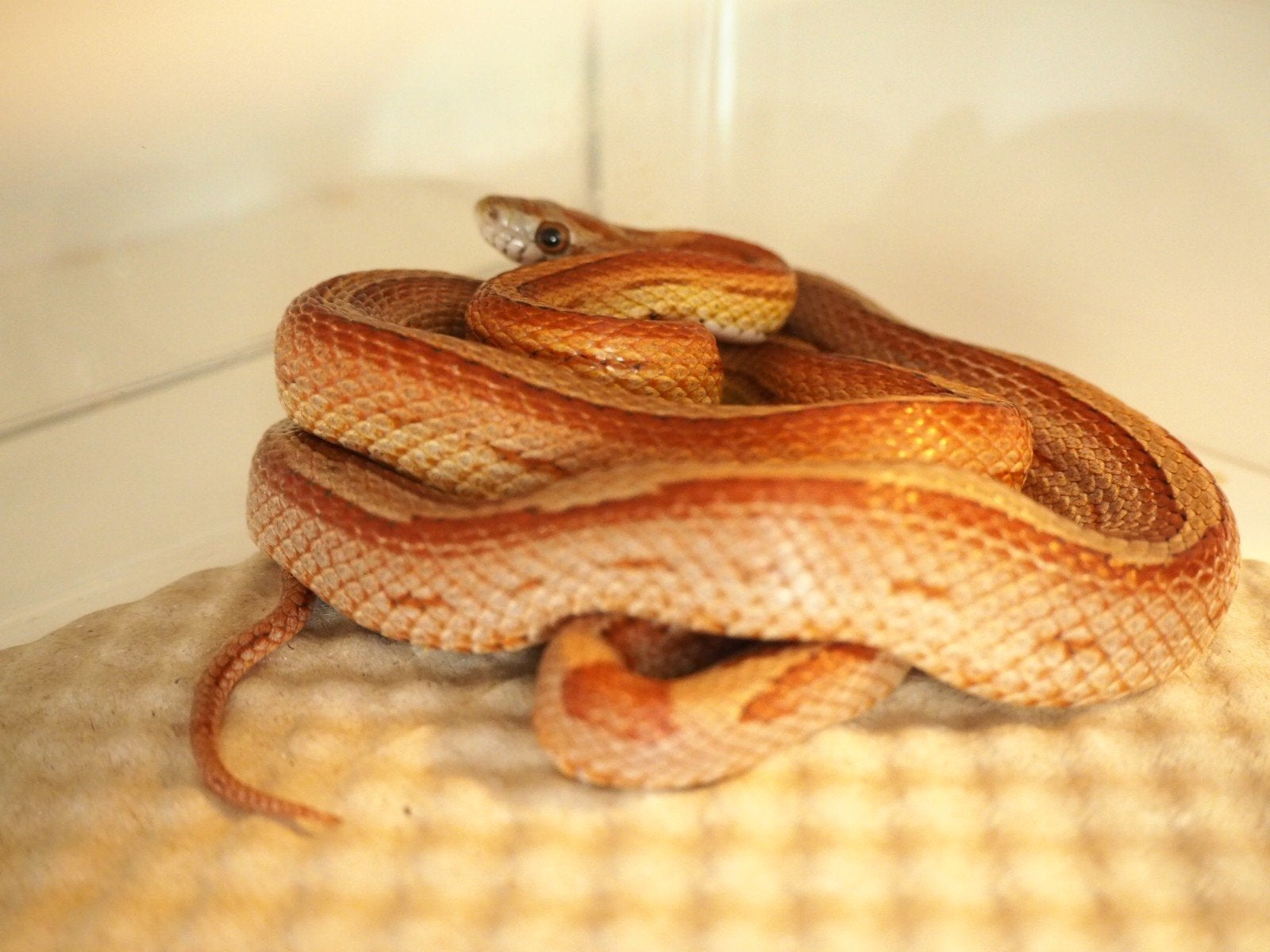 1.0 pantherophis guttatus Corn Snake - male for sale from chris