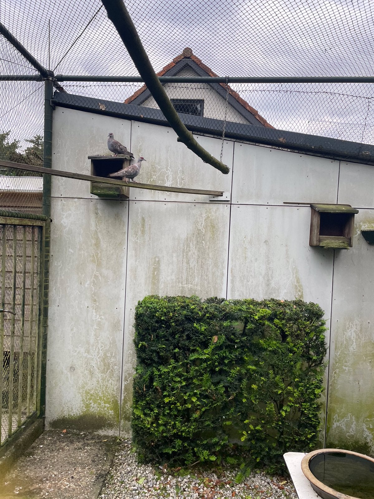 T.K guineaduif, Meerdere dieren