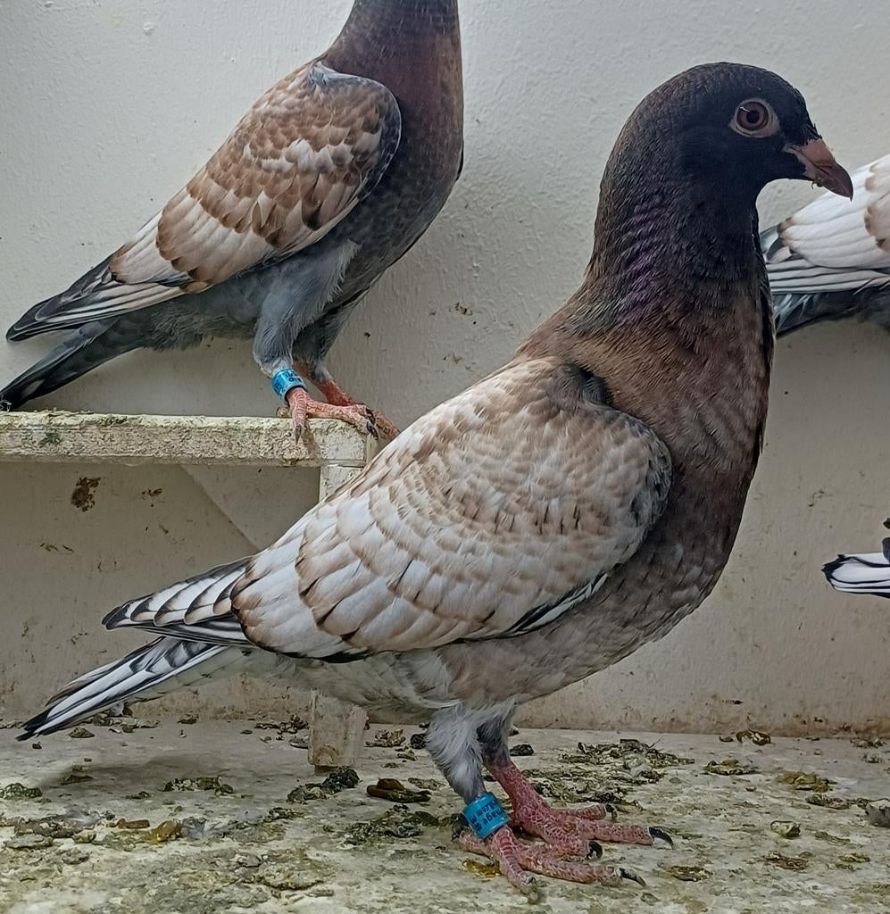 Kleurpostduiven, Dieren en Toebehoren, Vogels | Duiven, Postduif