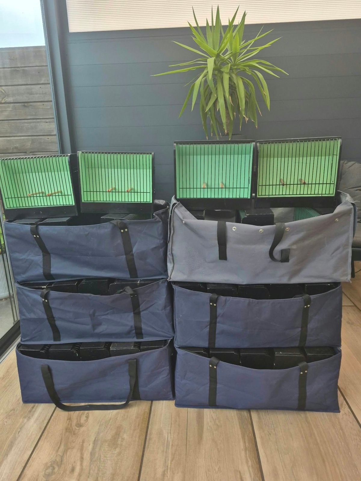 30 Gloster tt kooitjes, Dieren en Toebehoren, Ophalen, Gebruikt, Hout, Overige typen