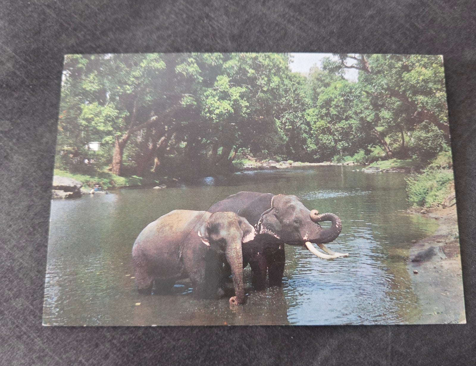 Vintage Ansichtkaart: Olifanten in Mudumalai Forest Lake, Verzamelen, Ansichtkaarten | Dieren, Verzenden, 1960 tot 1980, Ongelopen