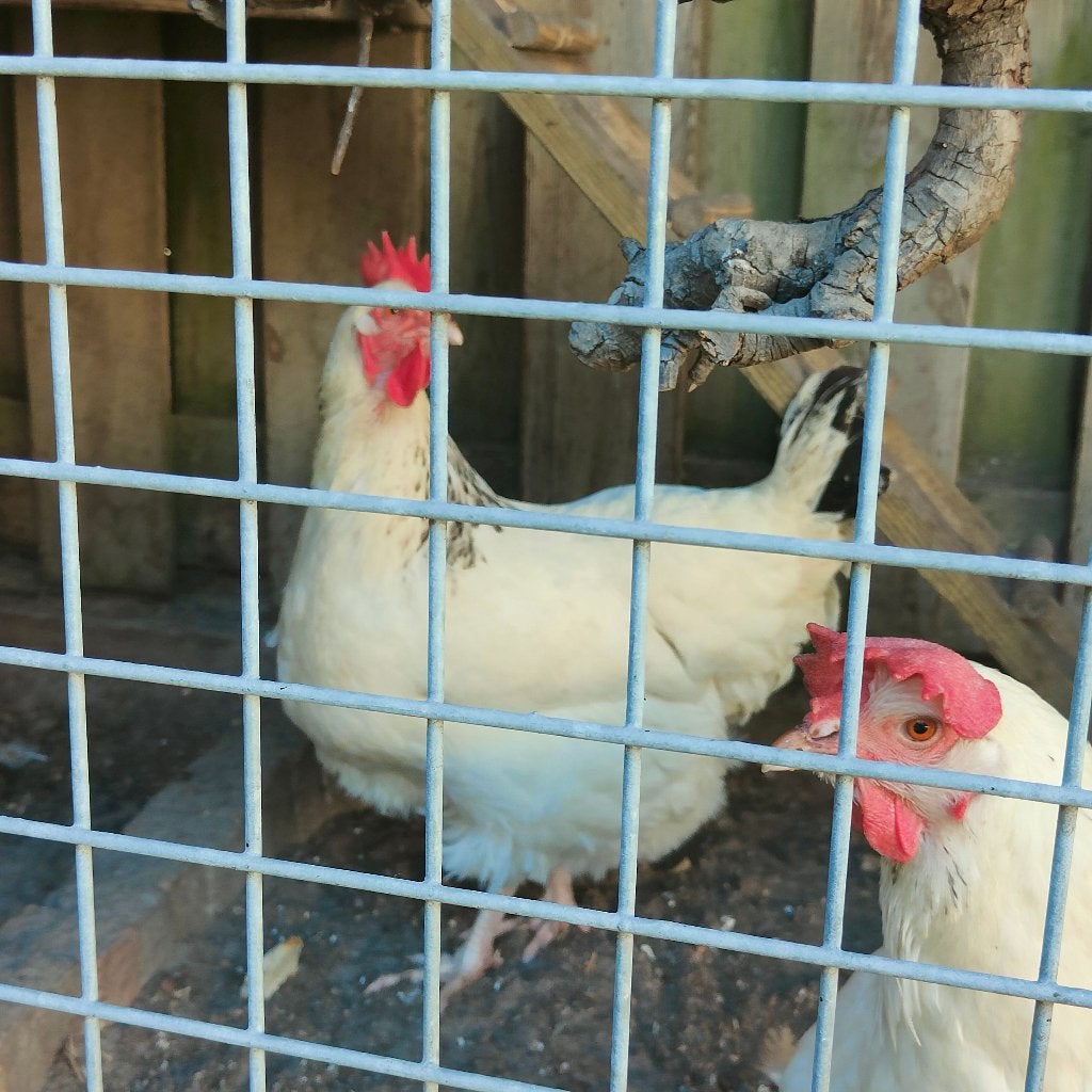 Mooie kippen., Dieren en Toebehoren, Pluimvee, Vrouwelijk, Kip