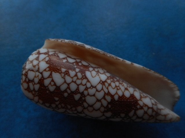 Schelpen: Conus omaria Hwass gem 63,5mm, Verzamelen, Verzenden, Schelp(en)