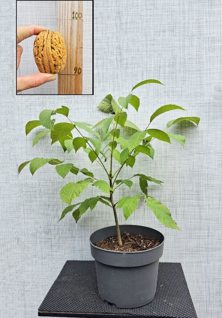 4 Reuzen Walnoot Juglans Regia -Lange van Lod-, Minder dan 100 cm, Lente, Volle zon, In pot