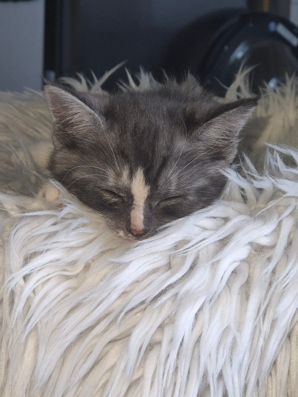 Kittens mogen bijna het nest verlaten, Dieren en Toebehoren, Poes