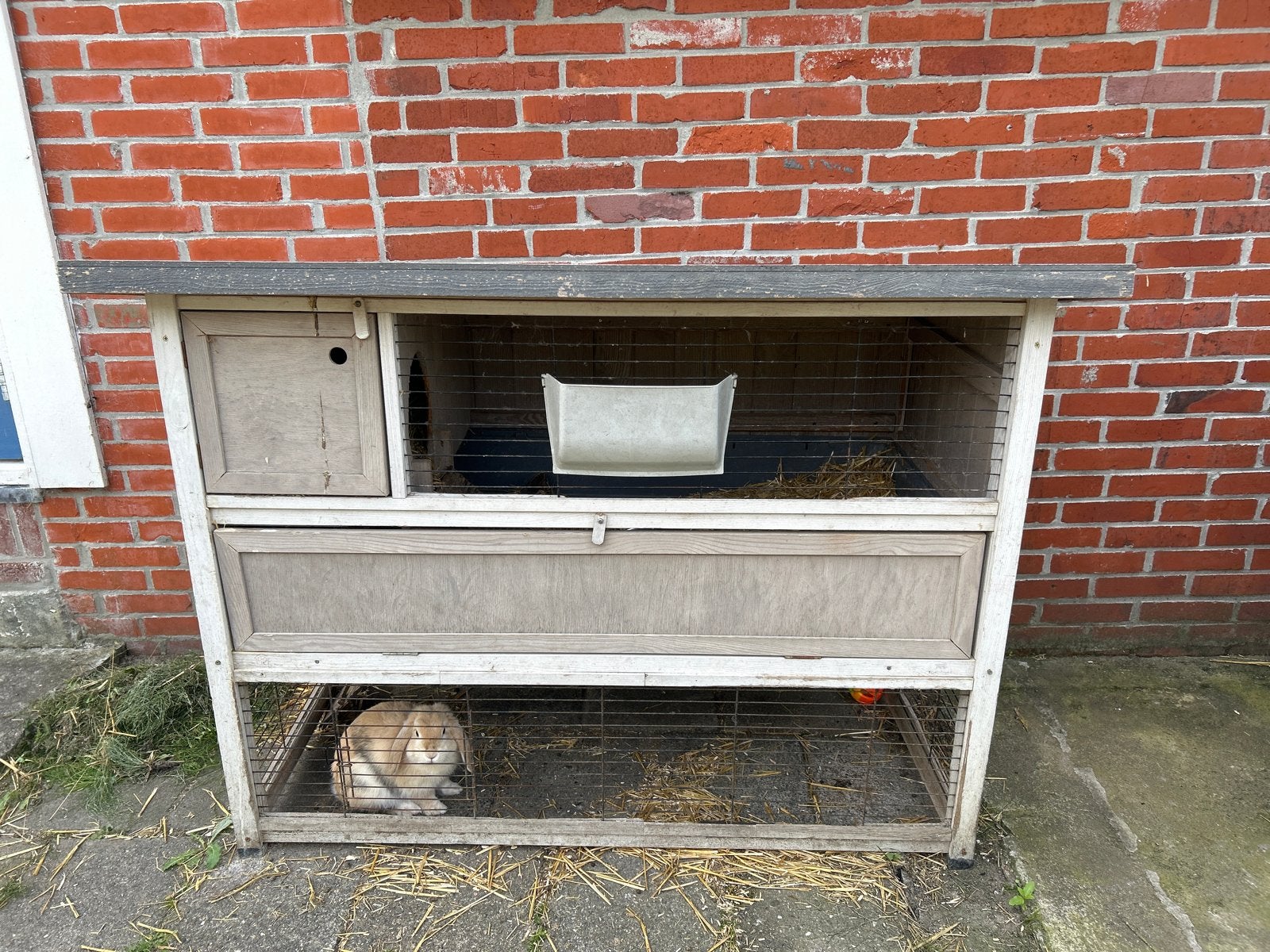 NHD konijn & konijnen hok, Ophalen, 60 tot 90 cm, Zo goed als nieuw, Konijn