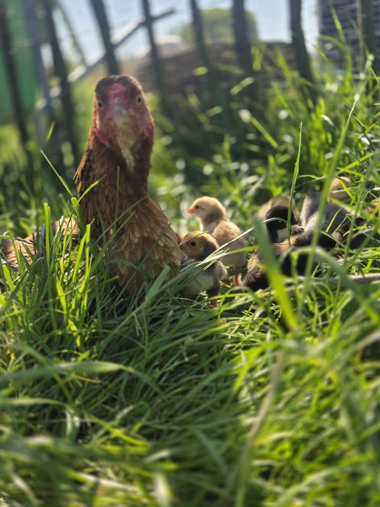 Brahma x indio giant, Dieren en Toebehoren, Pluimvee, Meerdere dieren, Kip