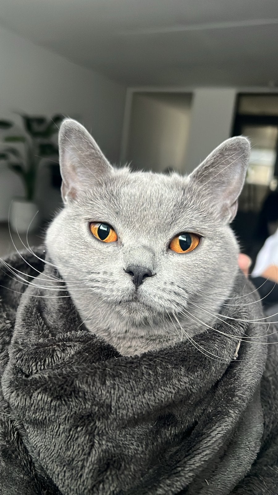 Britse en Europese korthaar, Poes, Ontwormd, 3 tot 5 jaar