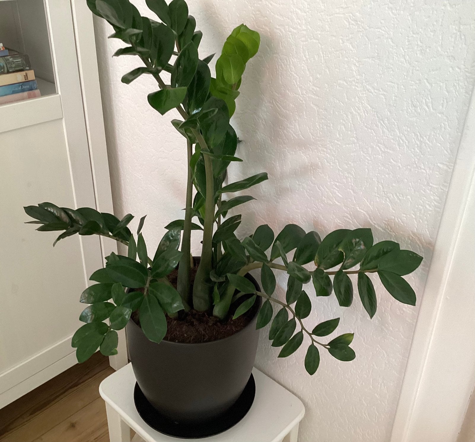 Kamer Plant in zwarte pot met onderschaal, Huis en Inrichting, Kamerplanten, Ophalen, Halfschaduw, Minder dan 100 cm