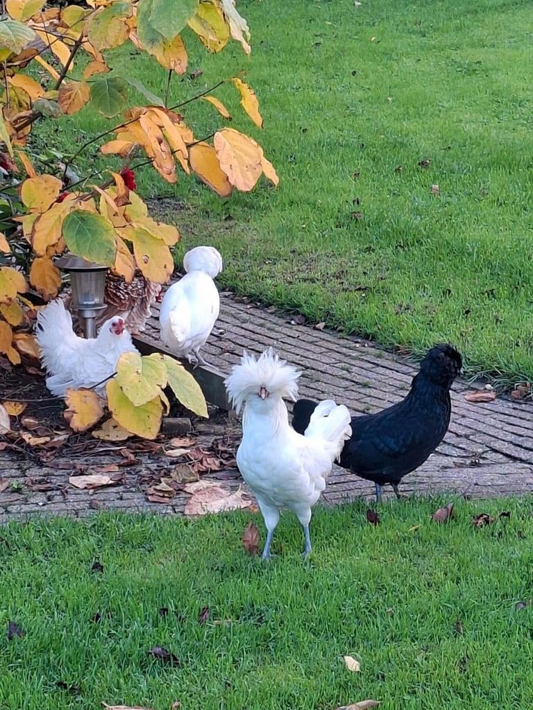 Padua Haan met hen. kriel, baardkuifhoender. Wit of blauw, Meerdere dieren, Kip