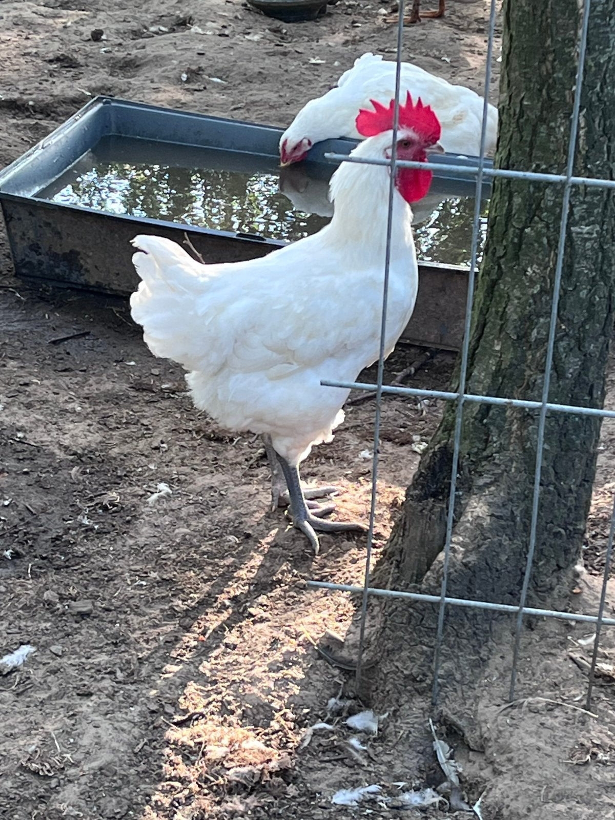 Poule de bresse hanen, Dieren en Toebehoren, Pluimvee, Mannelijk, Kip