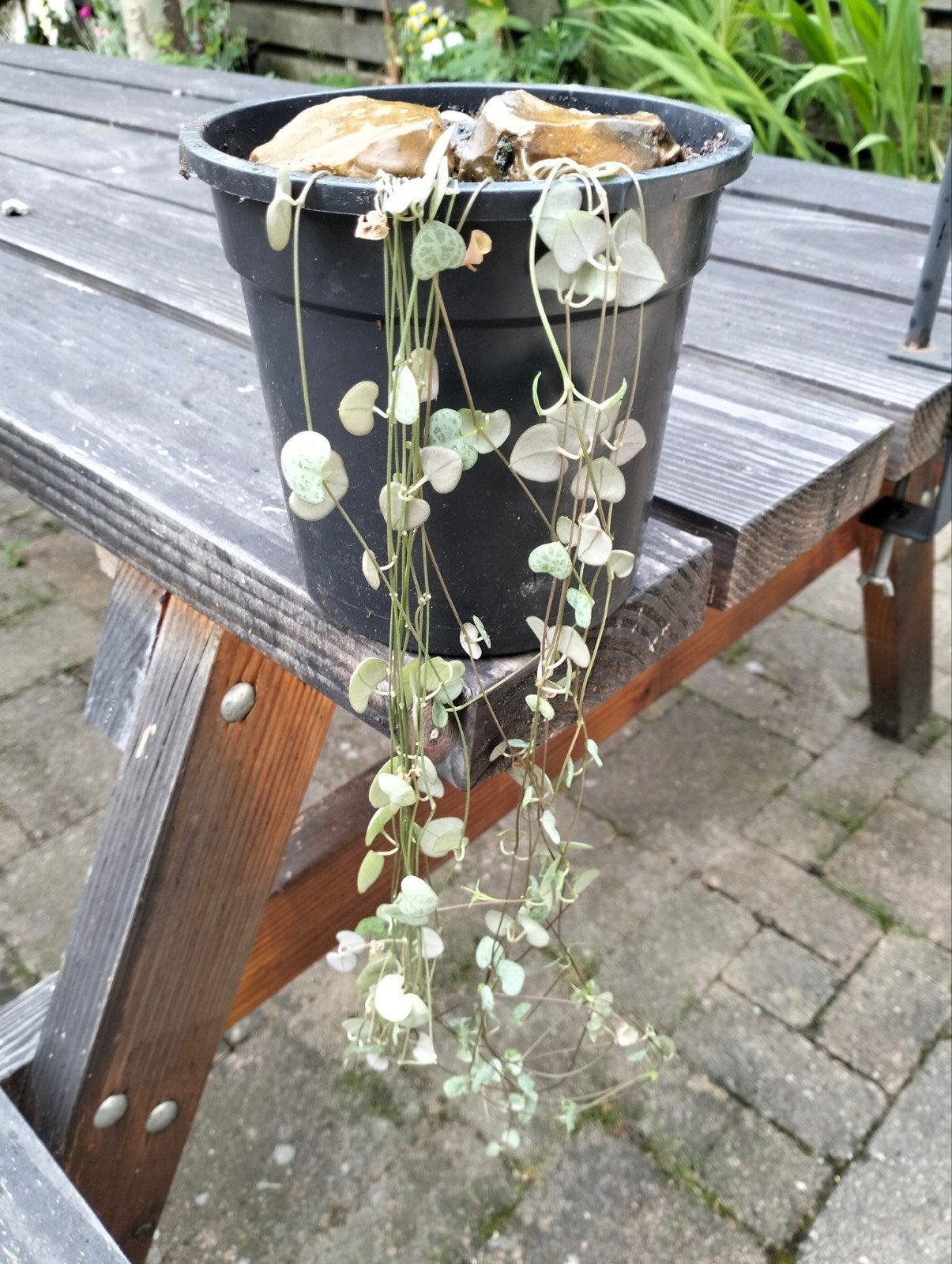 Chinees lantaarnplantje (Ceropegia woodii) - Hangplantje, Huis en Inrichting, Kamerplanten, Overige soorten, Minder dan 100 cm