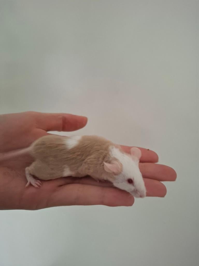 Tamme mannetjes kleurmuis zoekt fijn nieuw huisje, Dieren en Toebehoren, Knaagdieren, Muis, Mannelijk, Januari, Tam