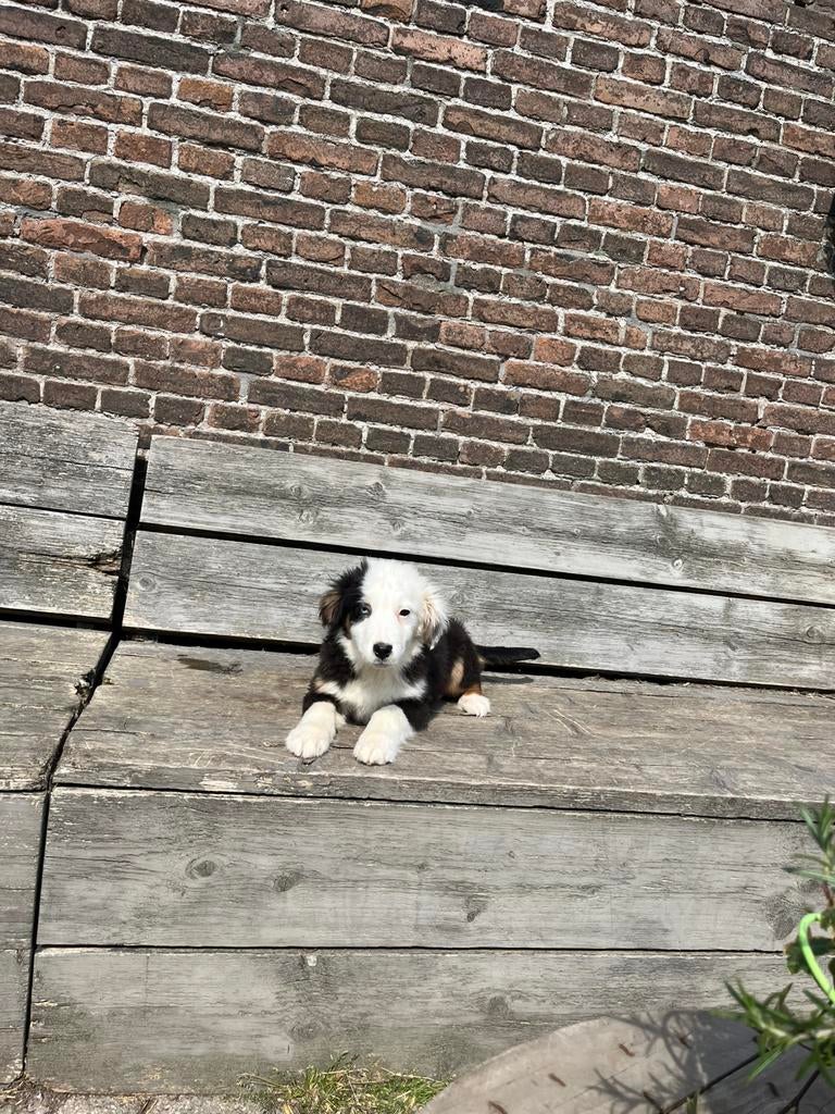 Miniature american shepherd ( mini aussie ), Dieren en Toebehoren, Parvo, 15 weken tot 1 jaar, Teef, Eén hond