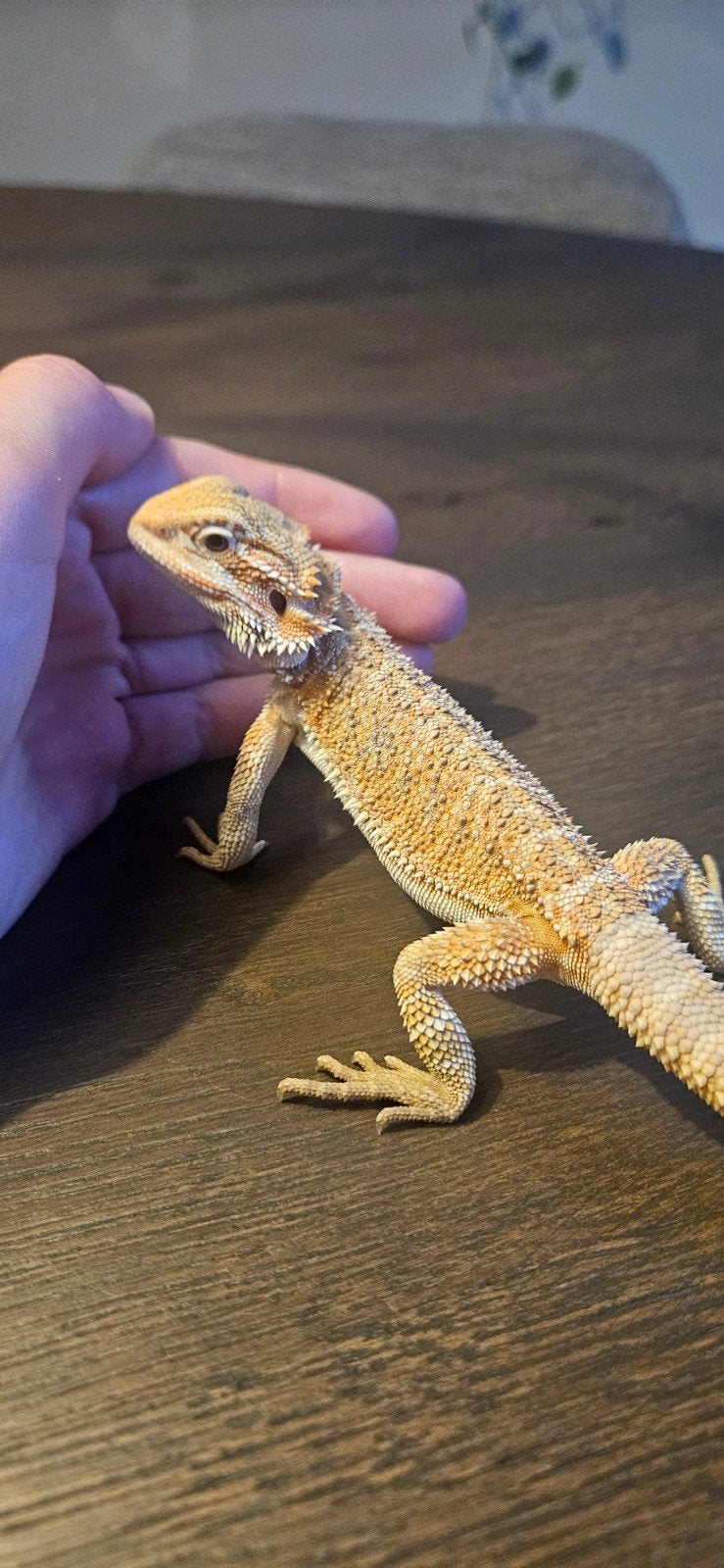 Baardagaam Bearded Dragon - unknown for sale from A.
