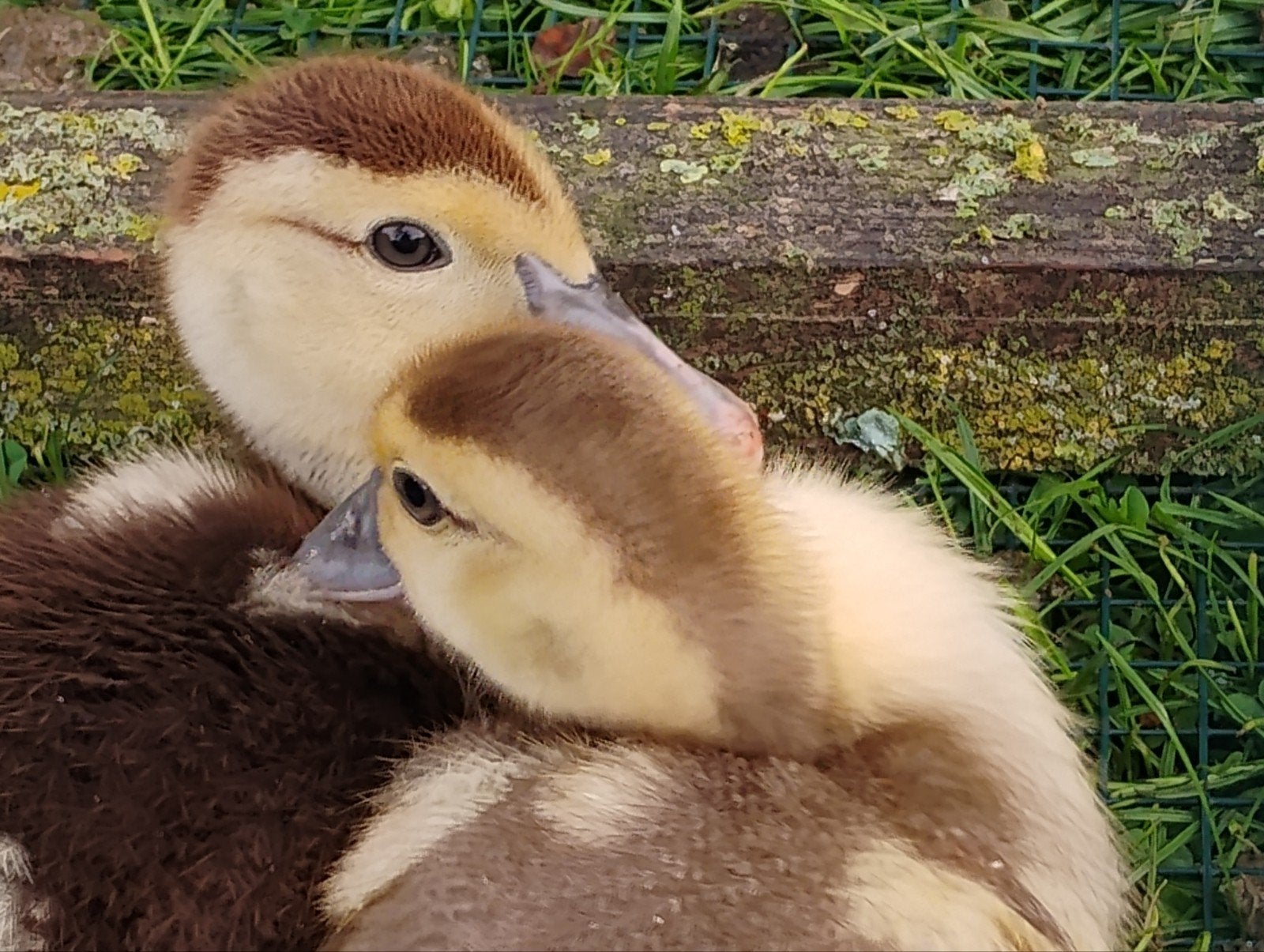 Muskus, kaapse eenden pullen, Meerdere dieren, Eend