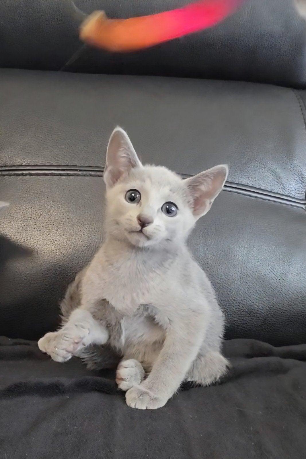 Blauwe Rus Kittens met Stammbom, Dieren en Toebehoren, Katten en Kittens | Raskatten | Korthaar, Meerdere dieren, Met stamboom