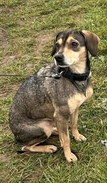 Lieve kokoni X Evi is in Nederland, Dieren en Toebehoren, Handelaar, Buitenland, Teef, Eén hond