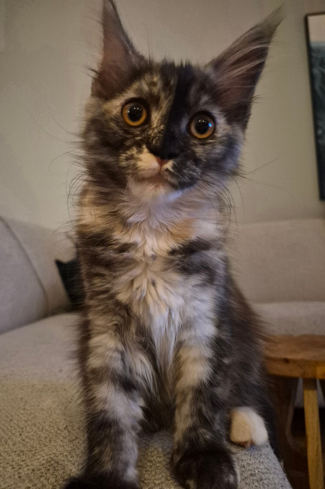 Maine Coon kittens met stamboom, laag inteeltpercentage, Meerdere dieren, Met stamboom, 0 tot 2 jaar